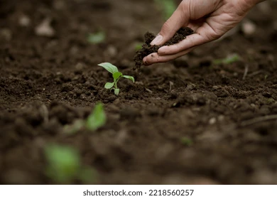 Cow Dung Compost five